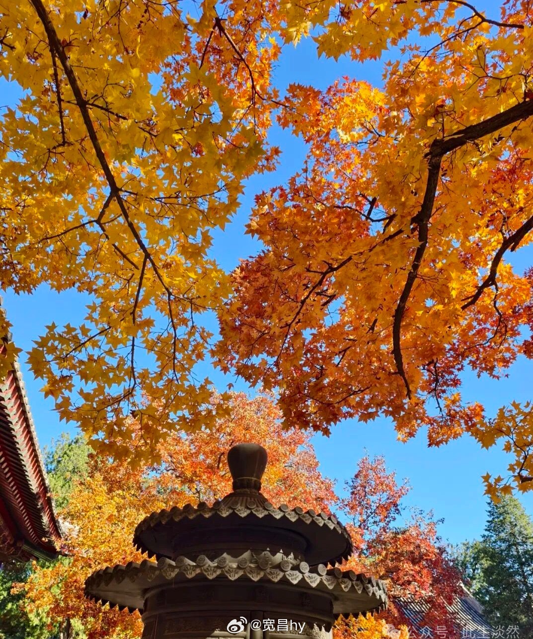 微博云祈福祈福2026华严宗祖庭西安华严寺 心若向阳，目之所及皆为光。有所期待，