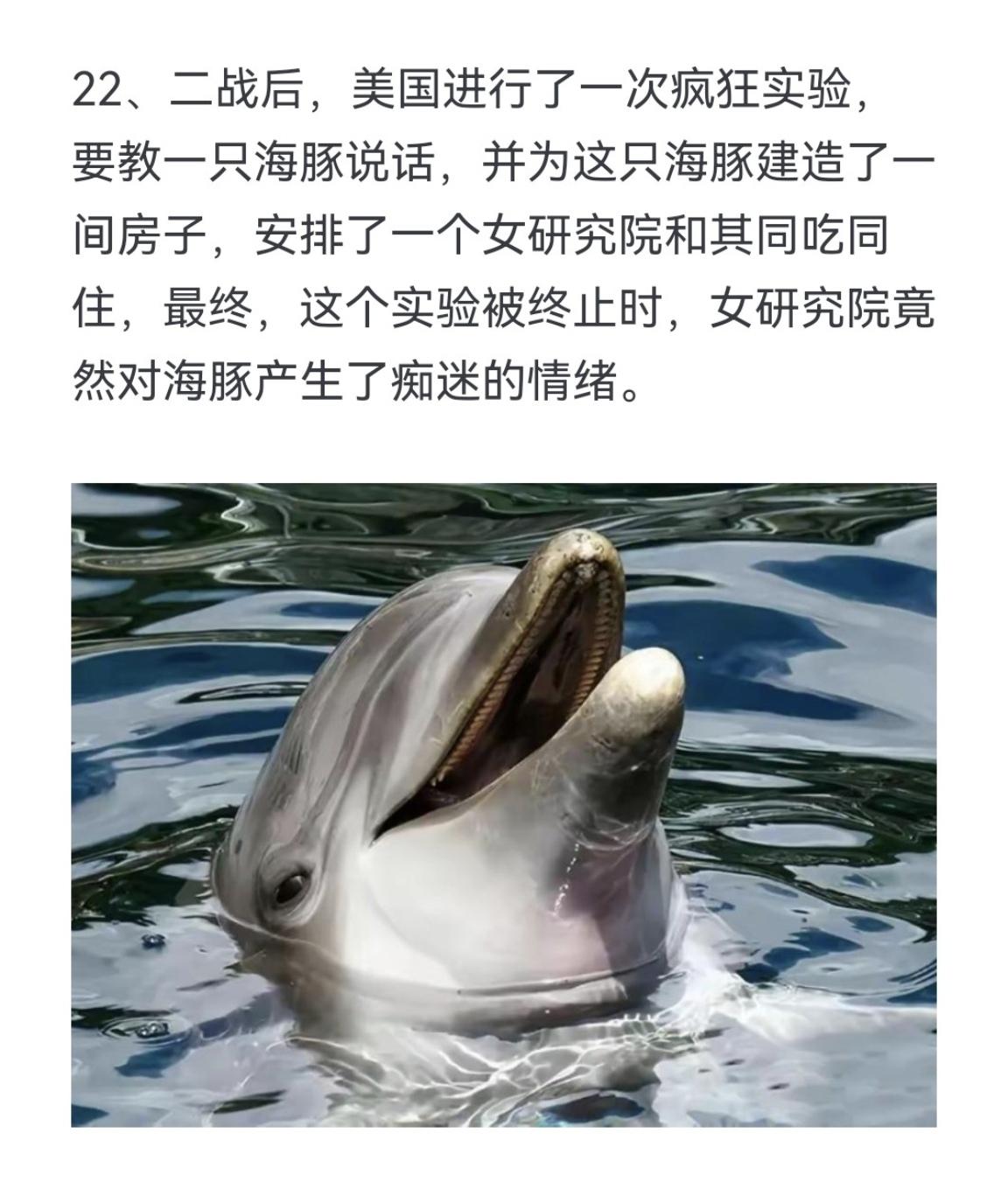 海豚应该很通人性