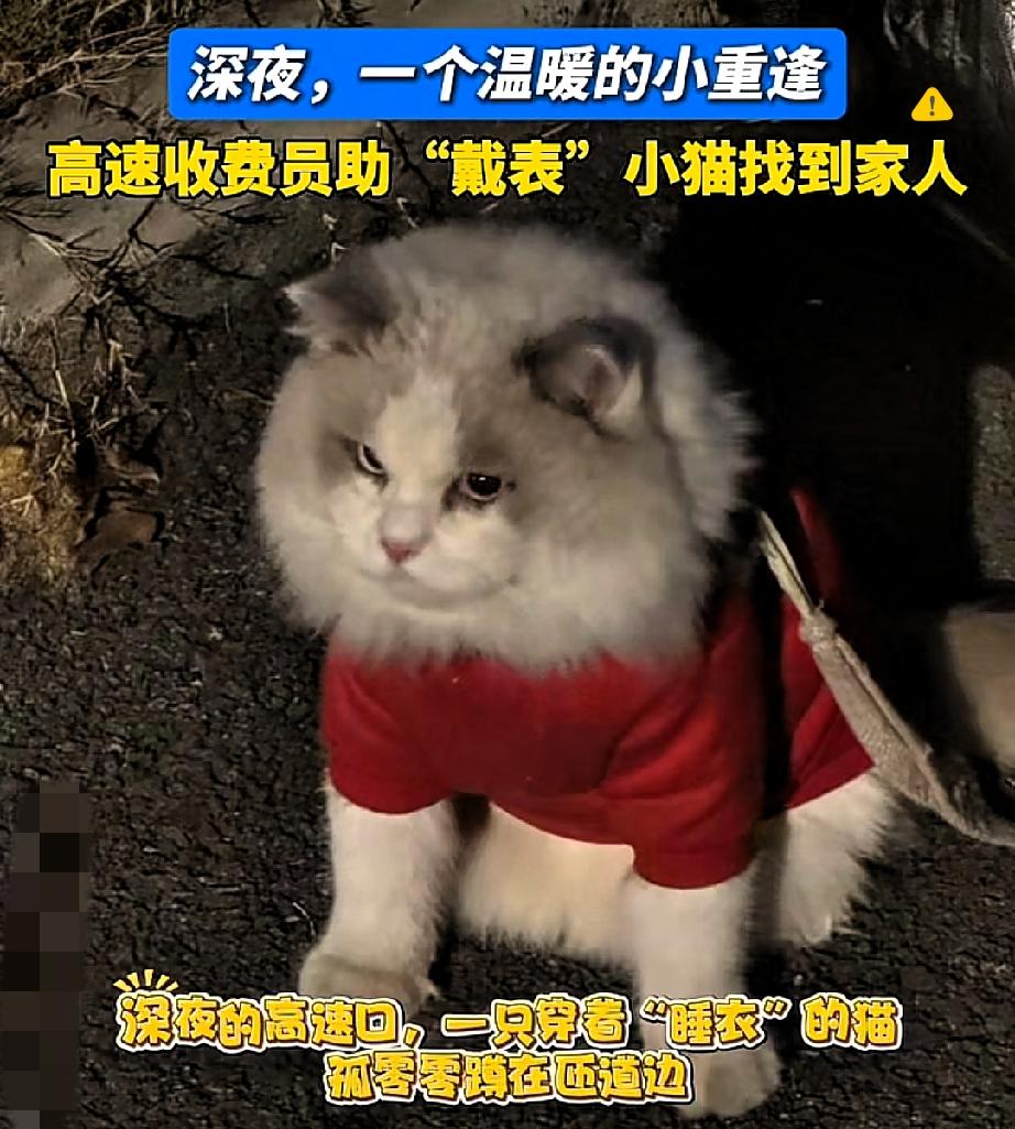 “这猫也太有排面了！”
高速收费站捡到只穿戴整齐的小猫，居然还戴着电话手表，通讯