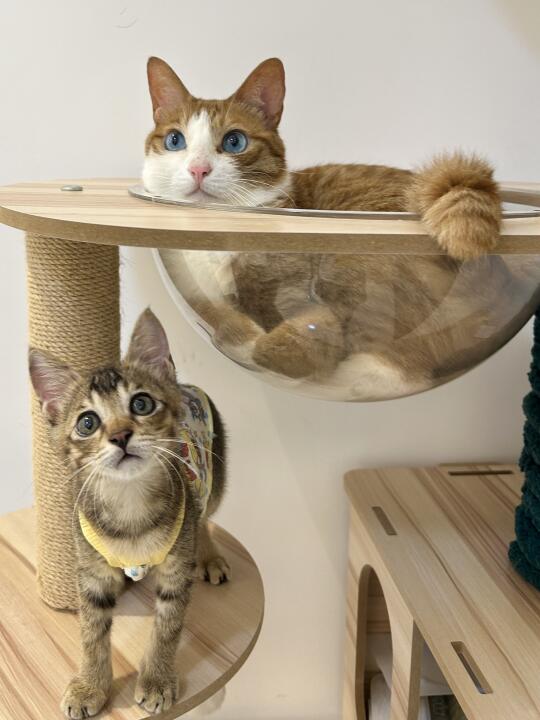 雀仔和鸽鸽紫啧的第一张照片