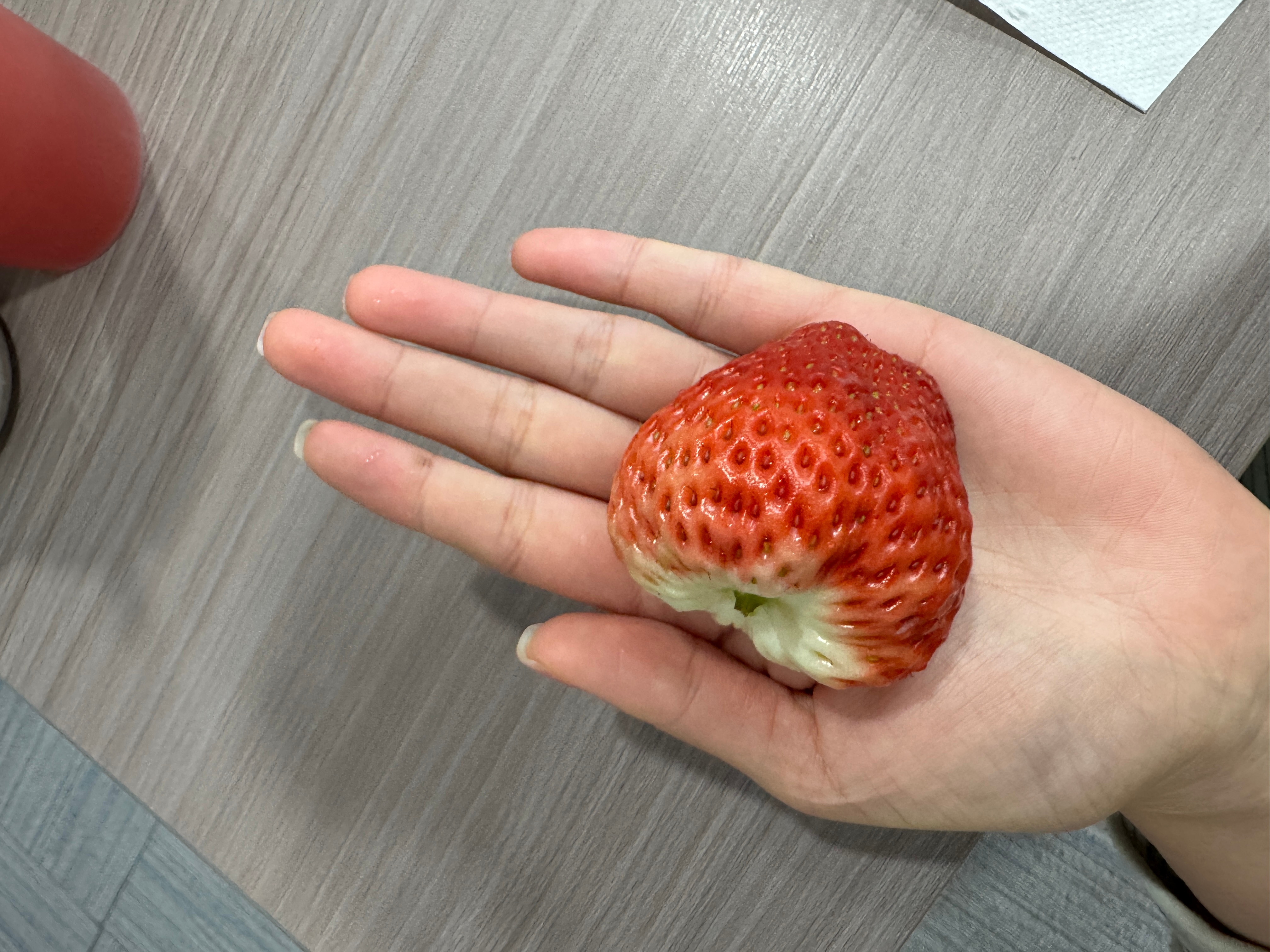 托咱公司丹东小伙小郭的福这回俺们全村（司）人都跟上潮流了丹东99草莓里的“果王”