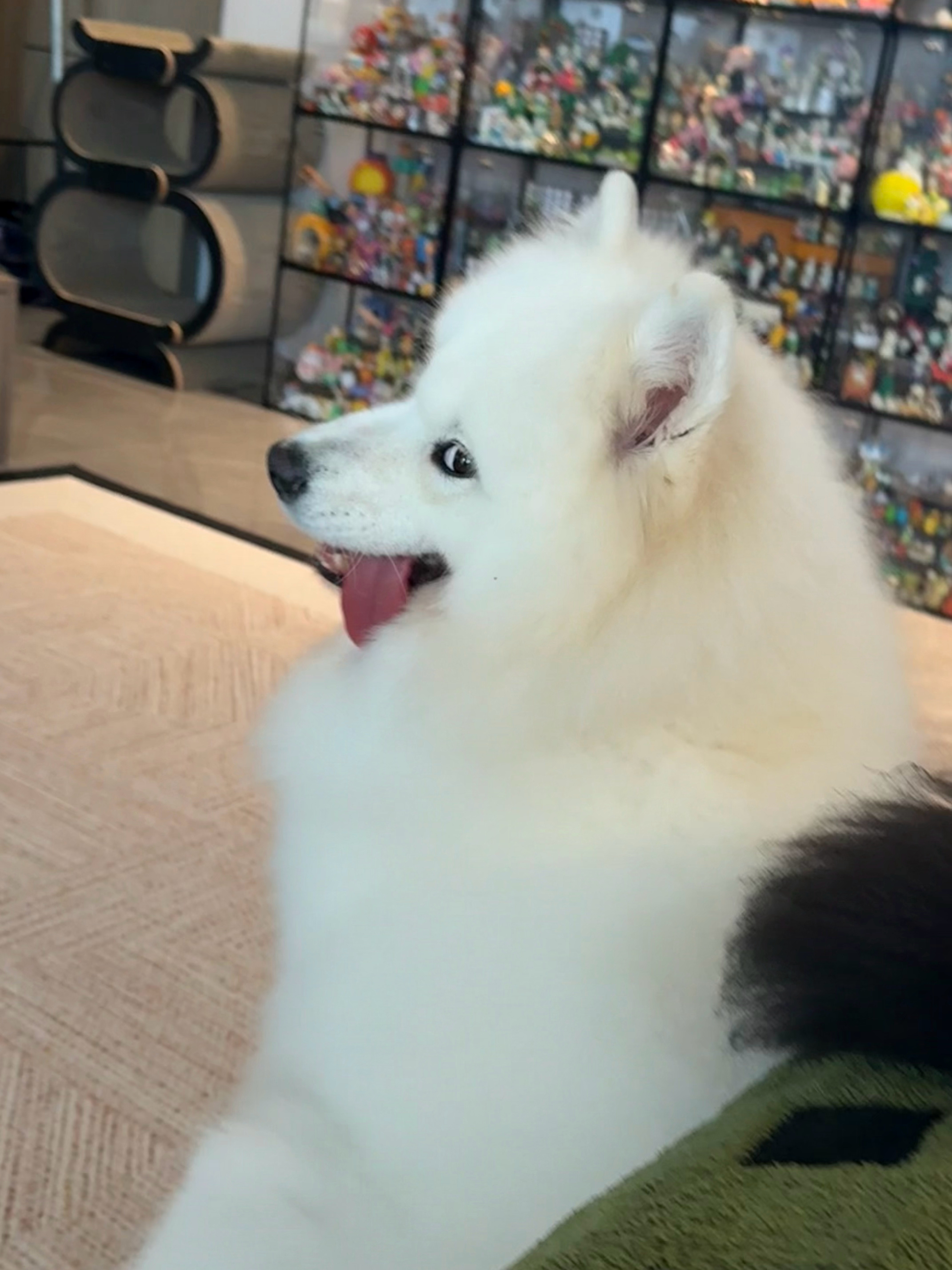 好可爱哟 ​​​