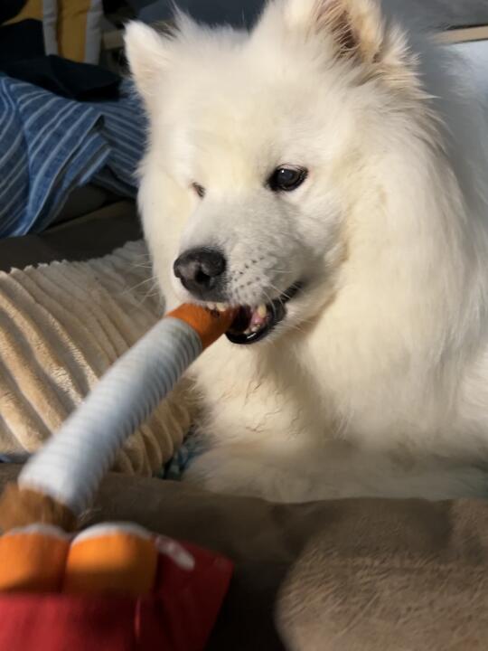 耶哥：菇凉、你补药喂我着迷