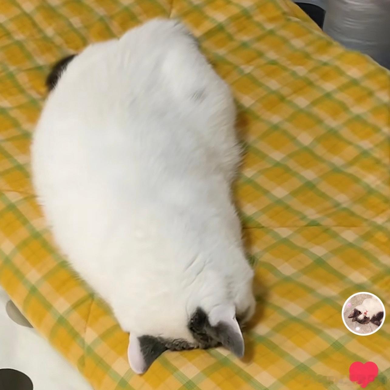 只能称之为是不明豚形物，没有确凿证据能证明是猫 