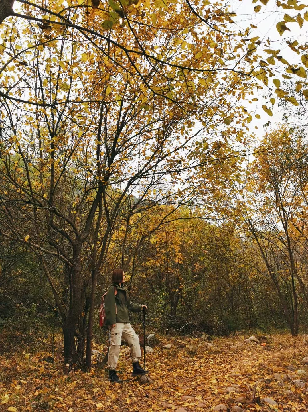 秋日浓度播报｜京津自驾 几个赏秋地分享🍂