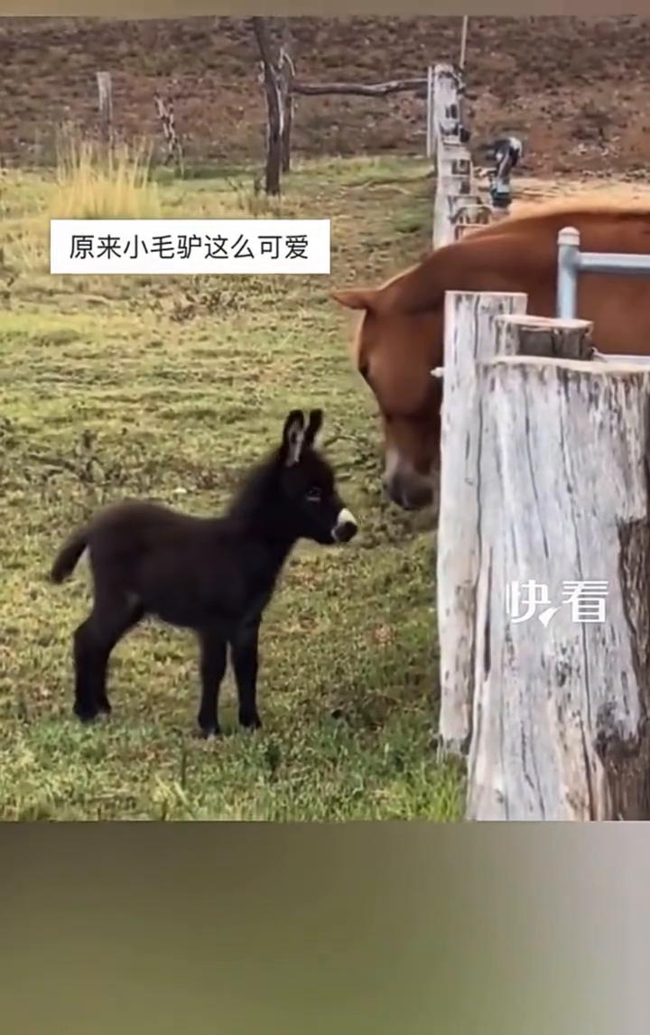 当小驴遇到一匹马。
这就是我长大的样子吗？快看，我以后也会长这么大吗？原来小毛驴
