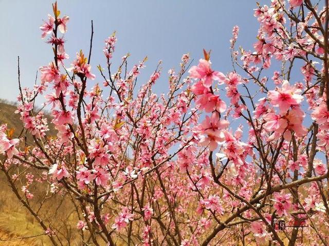 周边游|长武县：桃花始盛春意浓 邂逅最美桃花谷