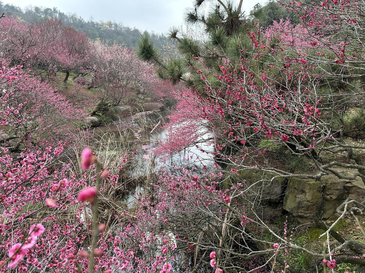 梅花季，花的海洋，海一样的梅花，美翻江南胜地！