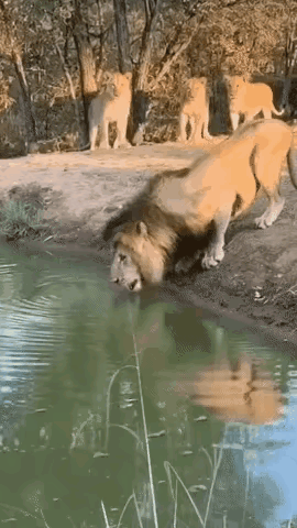 战场决定输赢，实力显得苍白无力。在水一方，猛为雄狮，也成了鳄鱼的美食。