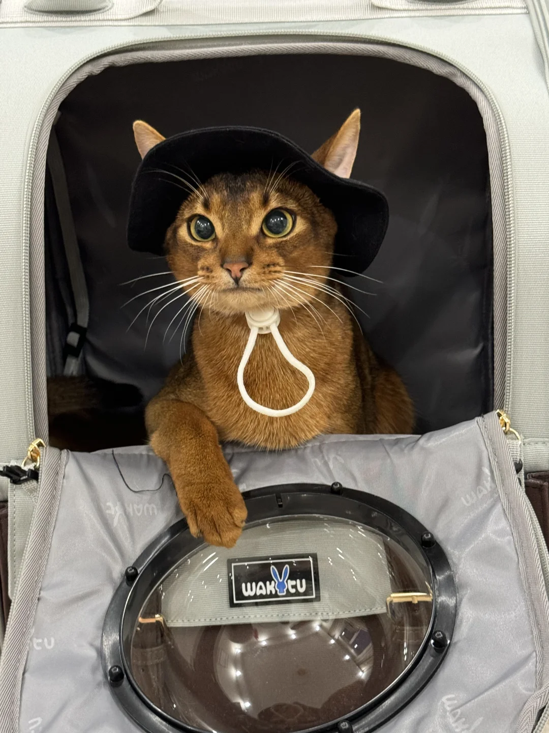 小猫咪想要自己回埃及？