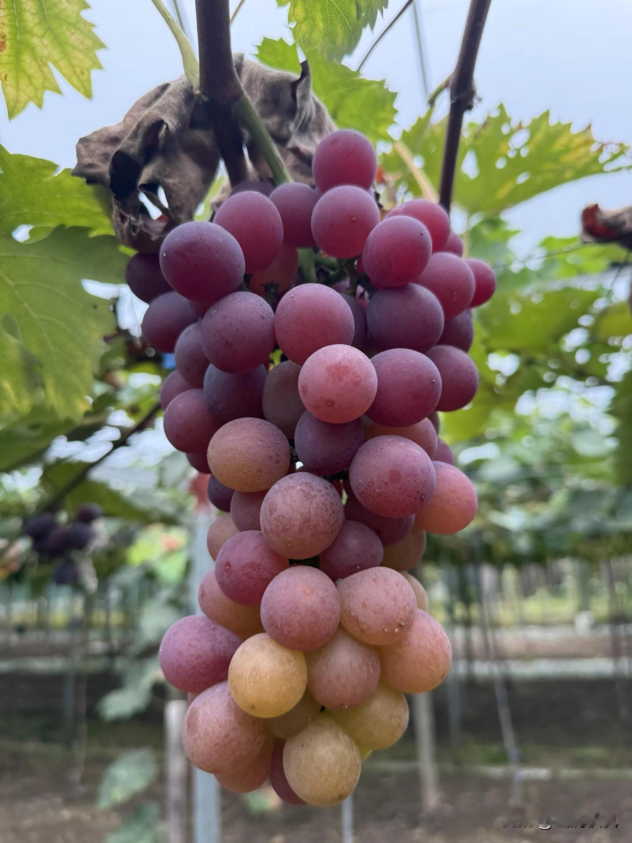 🍇 周末钻进葡萄园，真的太太太解压了！

你信不信？整整一周的累，好像全攥在肩