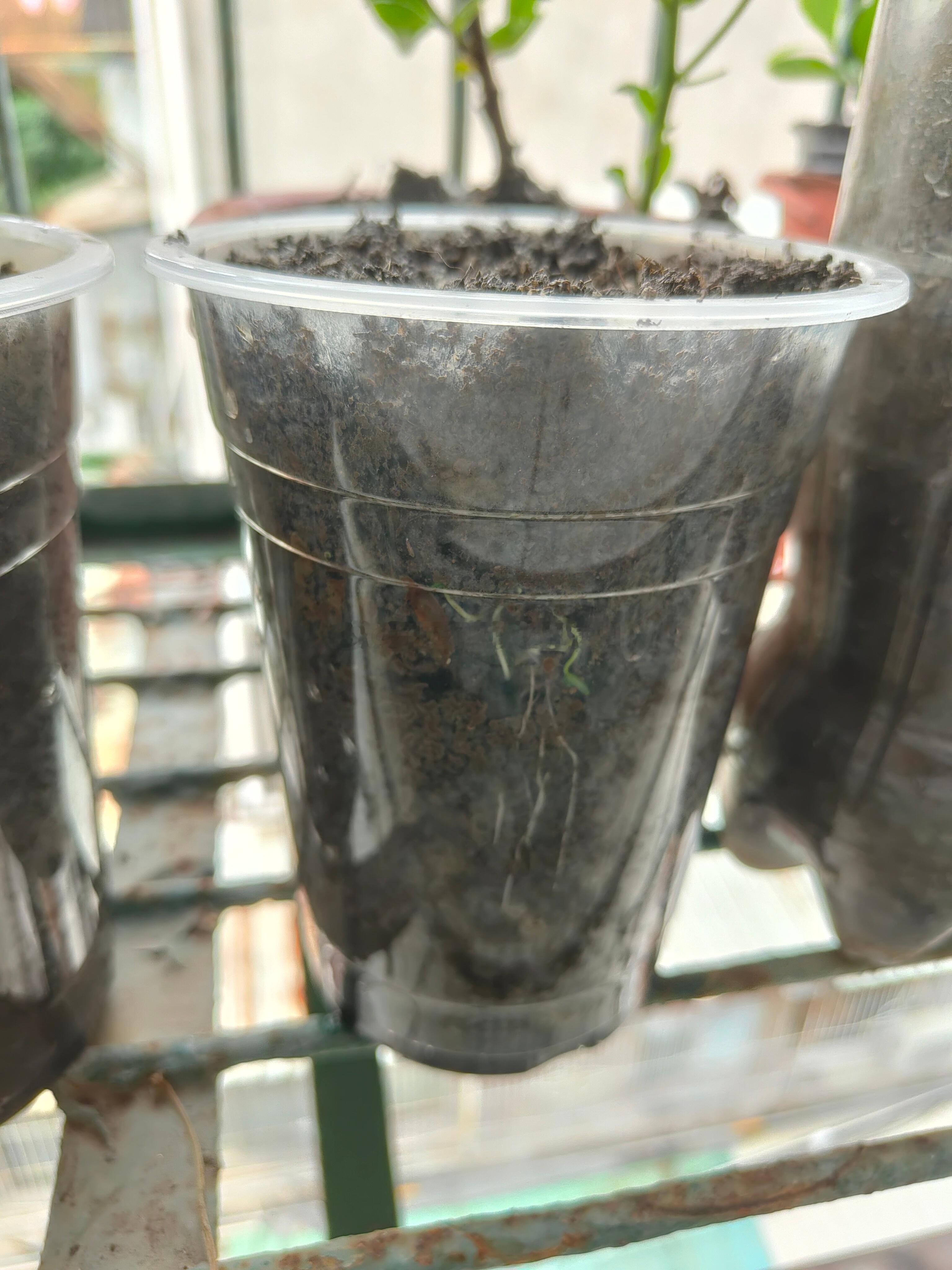 小番茄貌似发芽了但好像盖的图有点厚啊知不道用不用帮它翻翻土还是要帮它扣出来，它自