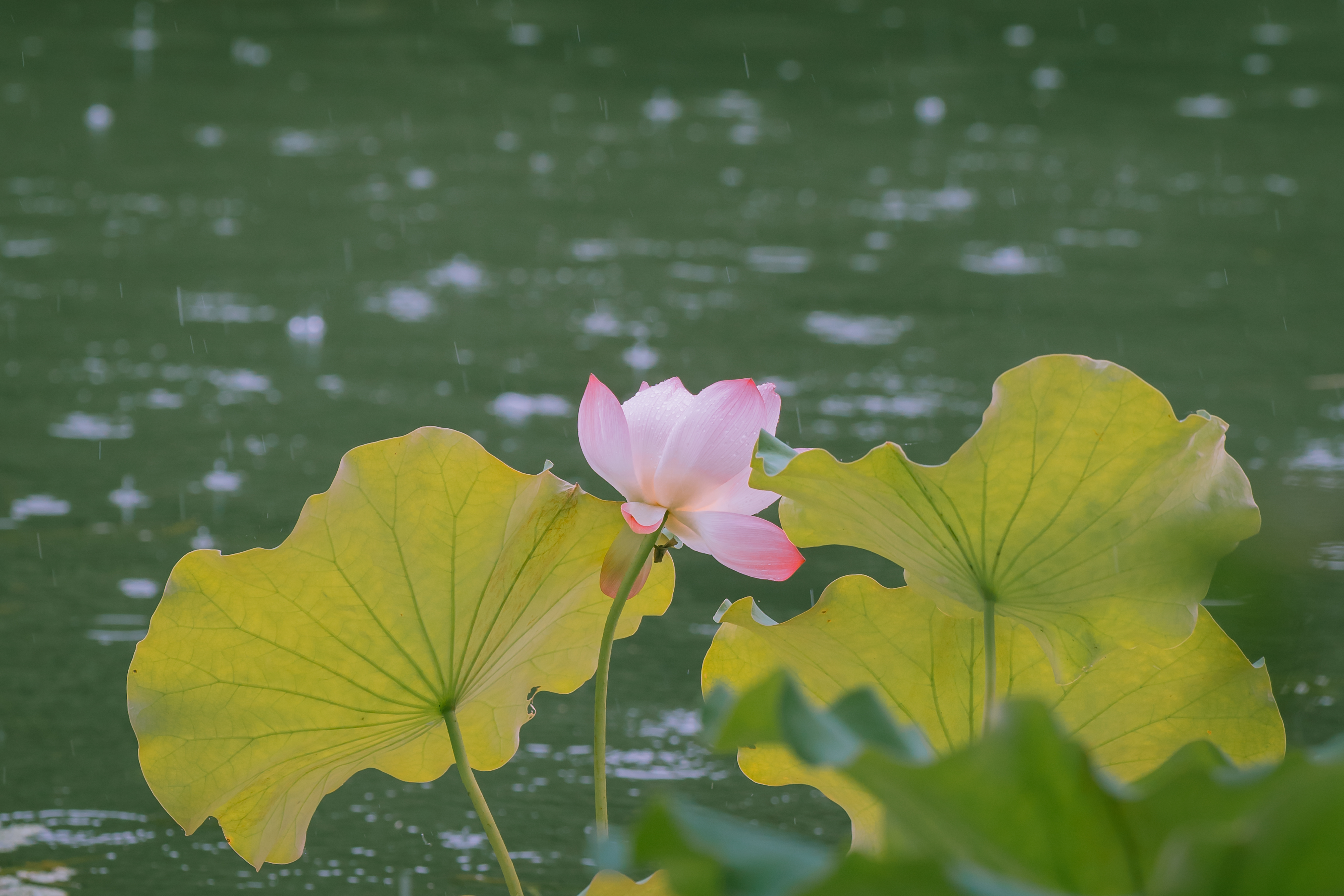 “香汗薄衫凉，凉衫薄汗香。” 
