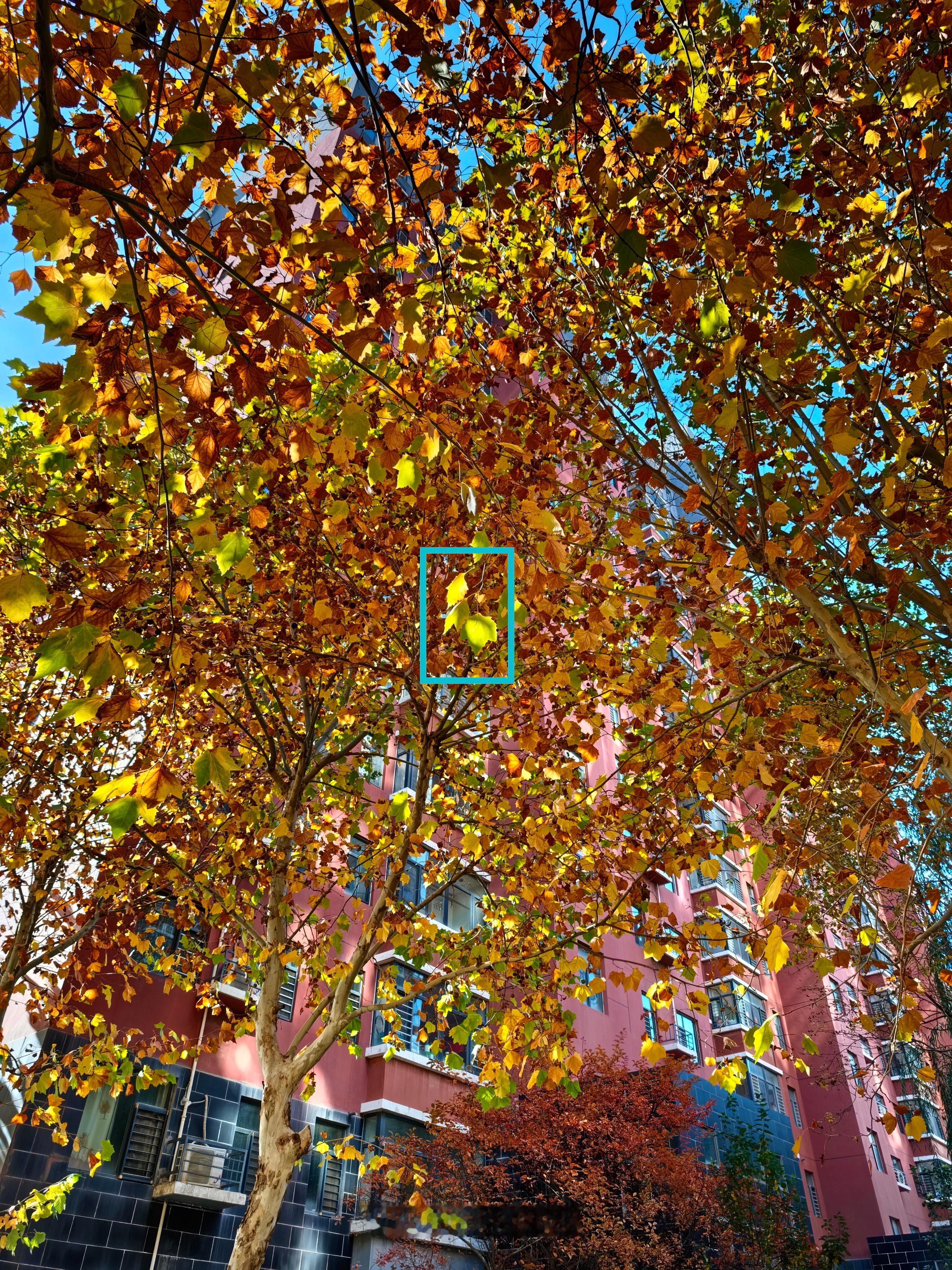 趁着大风还没把树上的叶子吹光，再拍几张照片。来自22 