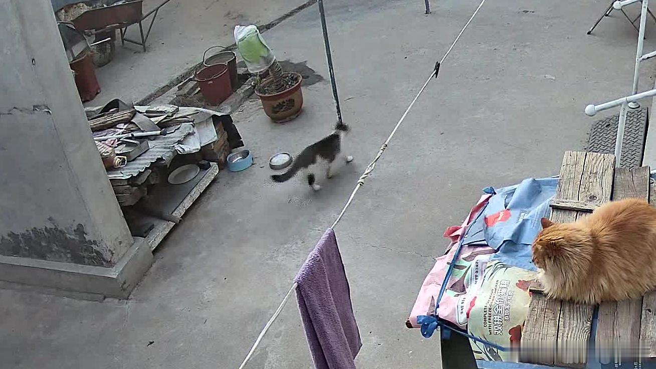 这个大胖猫咋日夜都在我家啊，你家在隔壁你忘了吗喵喵喵？还有图三这个大胖橘猫又是哪