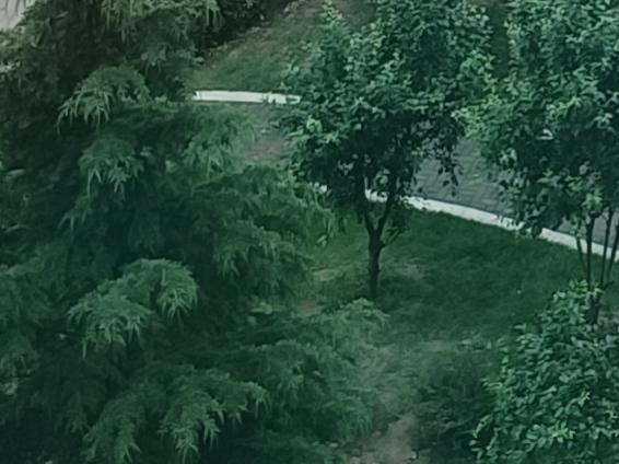 晴日暖阳时刻，总愿抽几十分钟漫步小区步道，慢悠悠走走停停。满眼夏花绚烂盛放，满目