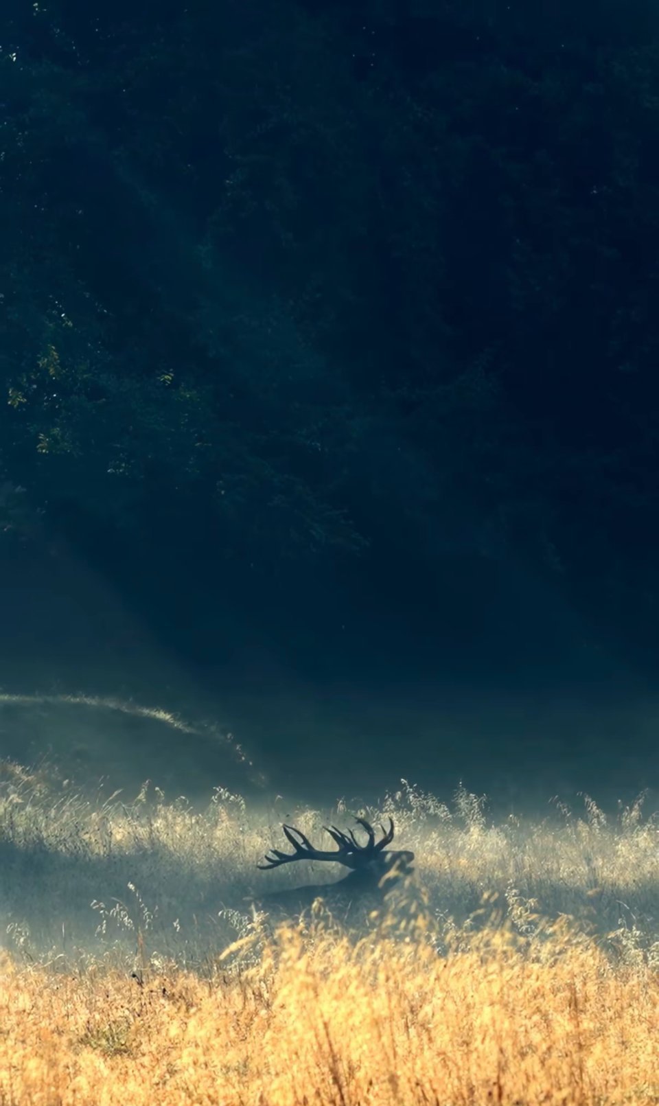 现代人还能感受到诗经描绘的意境说明美好始终存在愿大家今后，平安顺遂，心想事成