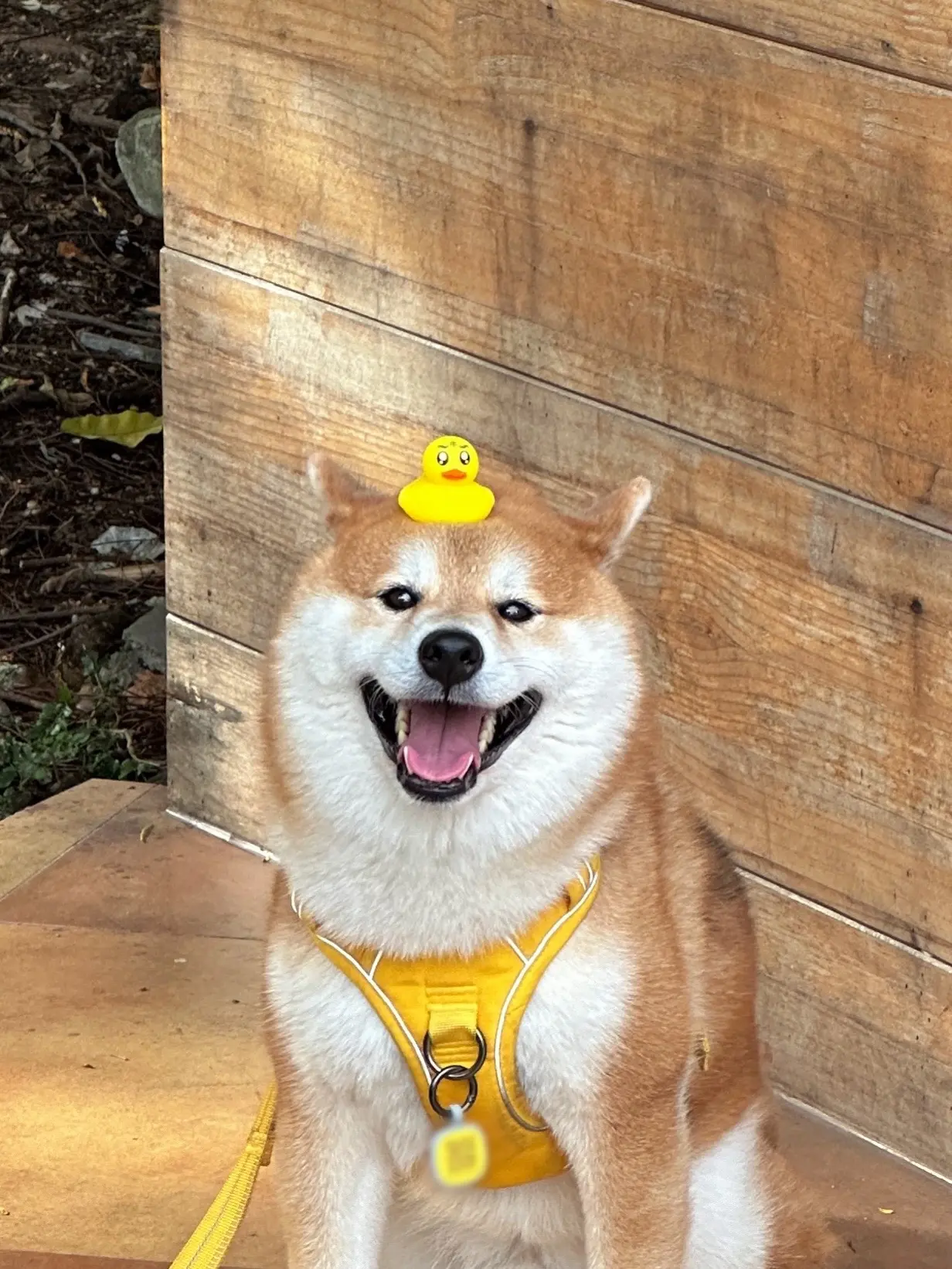 用三个字形容我，不可以说猪猪的！