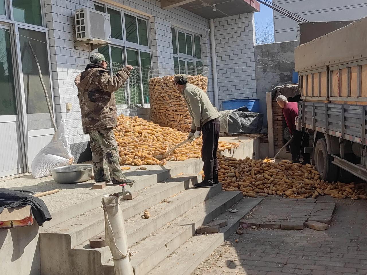 羊老板说棒子肯定涨钱，还真让他蒙对了。
羊老板存了15亩地的棒子轱辘，十多天前，