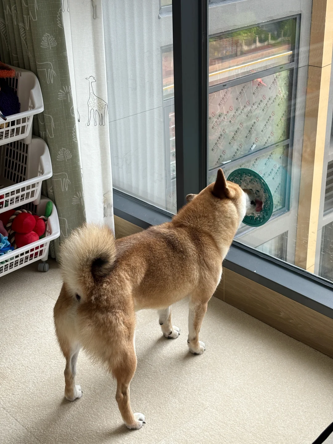 一身肌肉 能一拳打鼠我