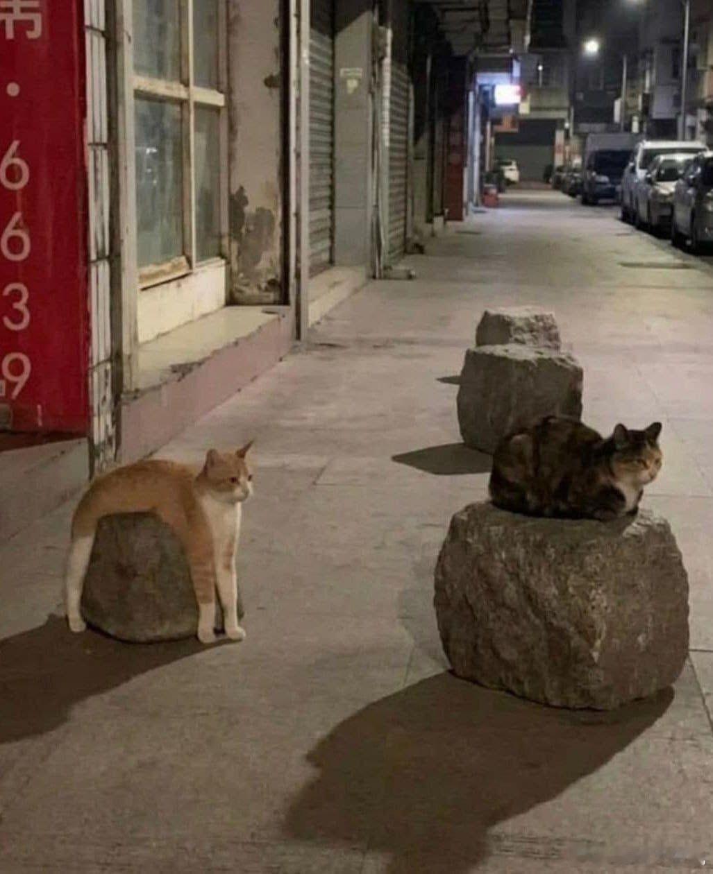 🐱兄弟，随你舒服就好 ​​​