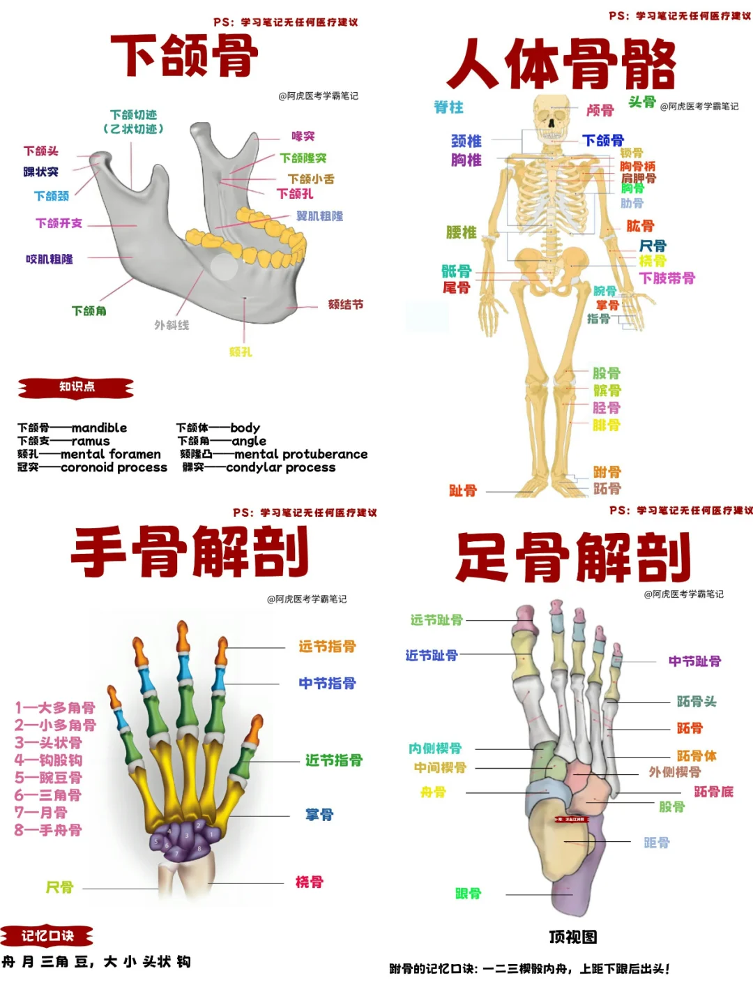医学生笔记📒｜人体骨头集合👆