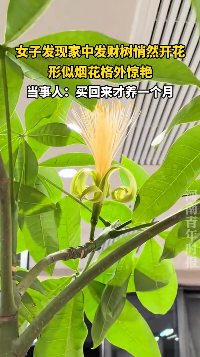 女子发现家中发财树悄然开花，形似烟花格外惊艳。当事人：买回来才养一个月。
河南青