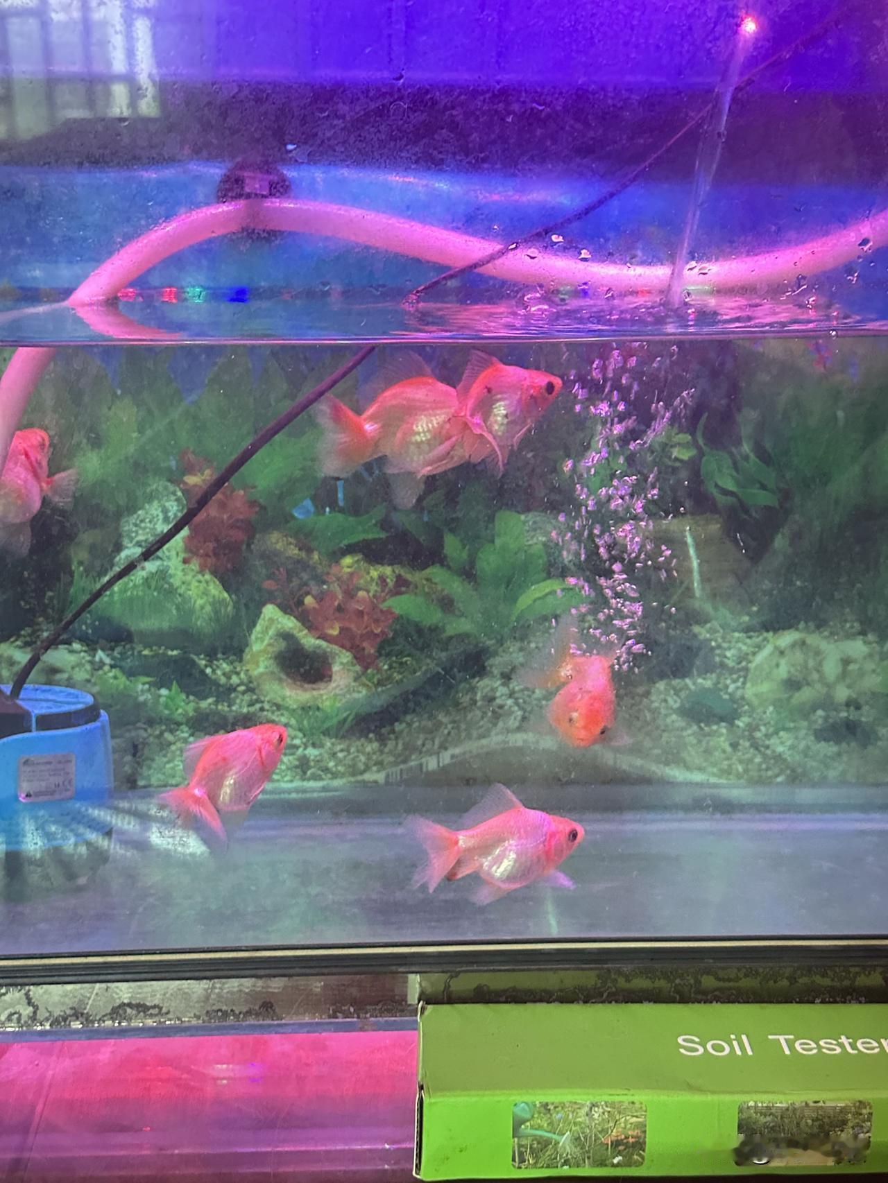 分享一下你随手拍下的照片五彩缤纷的鱼缸，可爱的金鱼游来游去，好治愈！🌈🐟💦