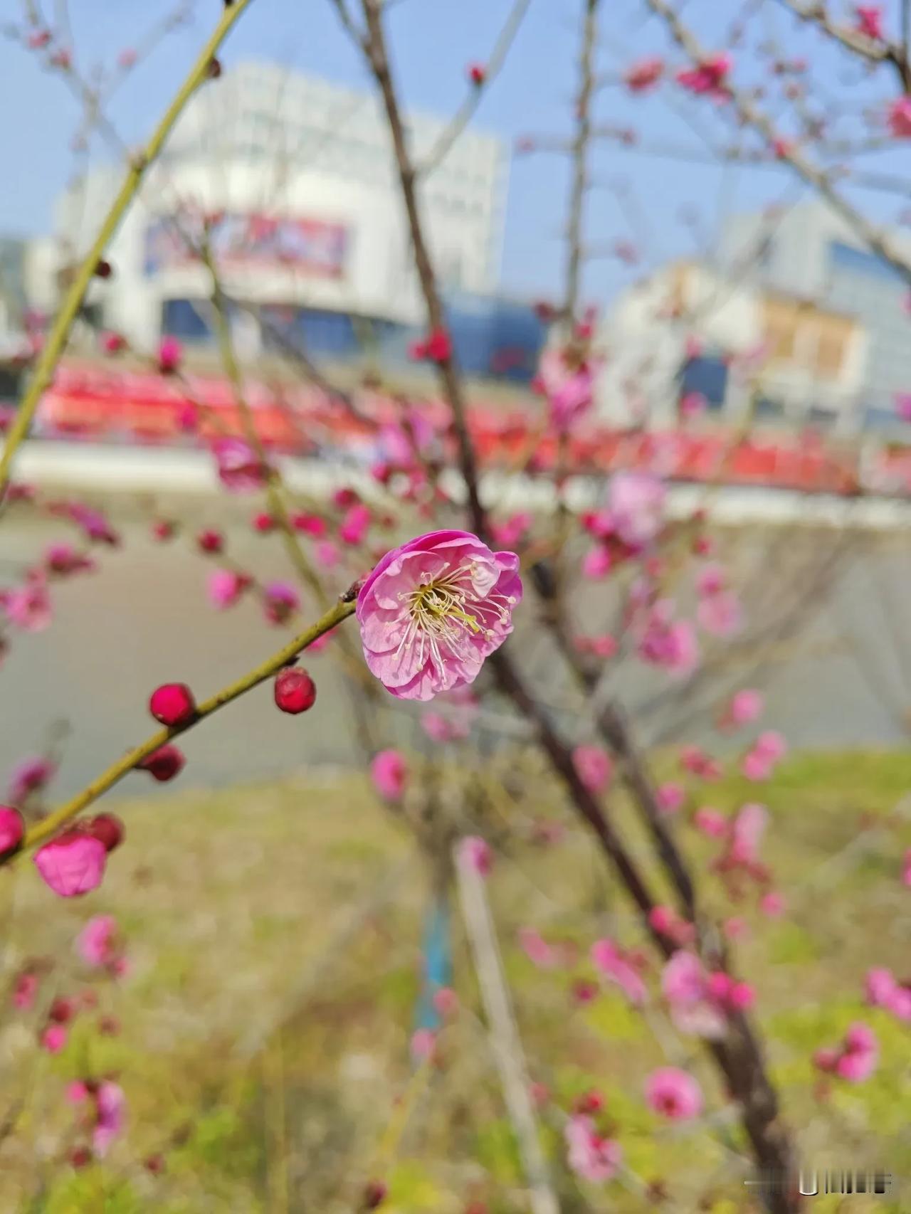 老战友你在哪儿梅花