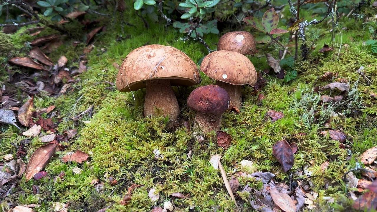 进山3小时捡满一背篓蘑菇是什么体验？🍄今天带大家去寻找童话里的蘑菇，刚上山就超