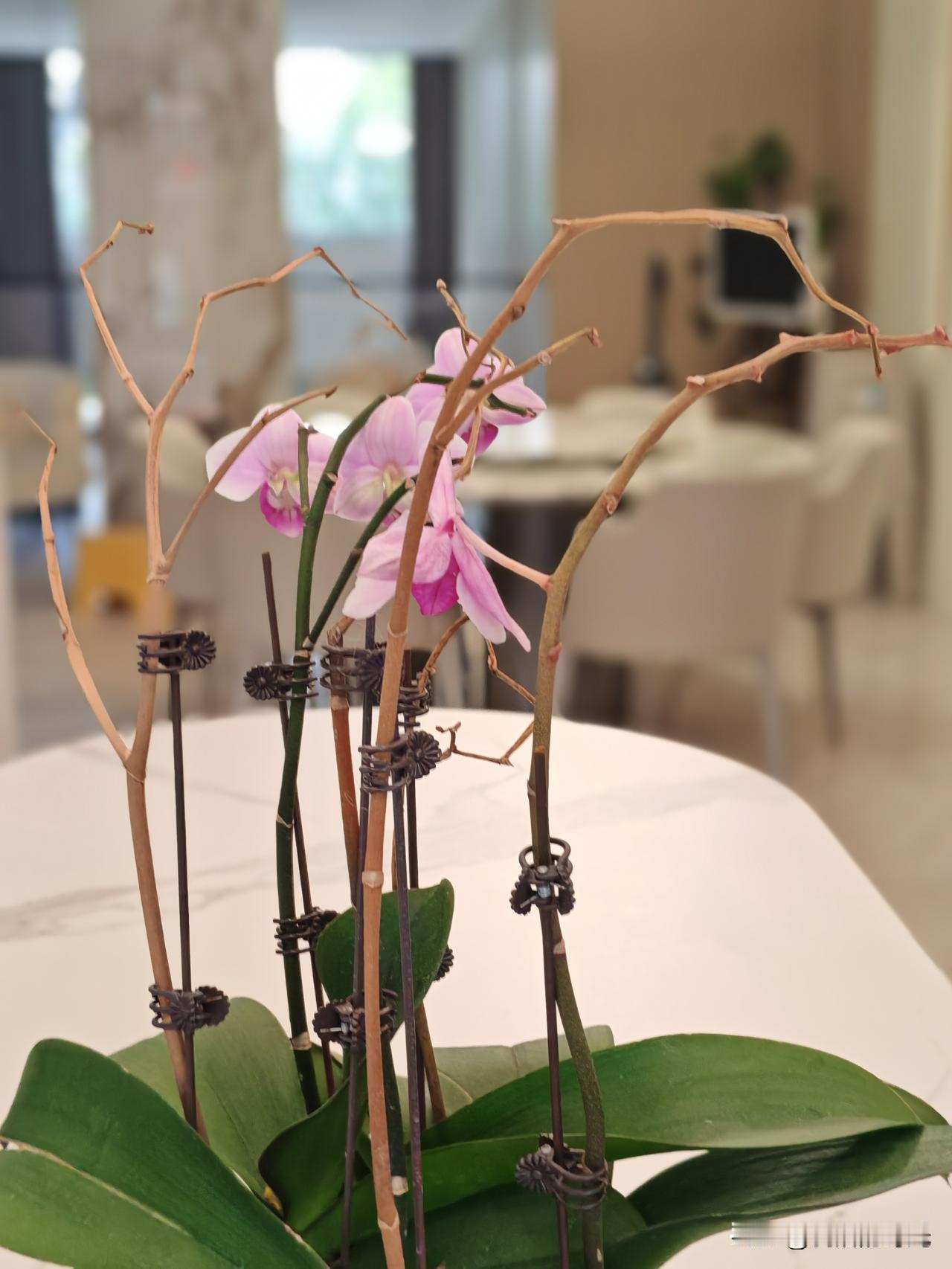 《枯萎的蝴蝶》
冬日里，它曾是室内最骄傲的舞者，粉紫的翅膀在晨光里舒展，如被风吻