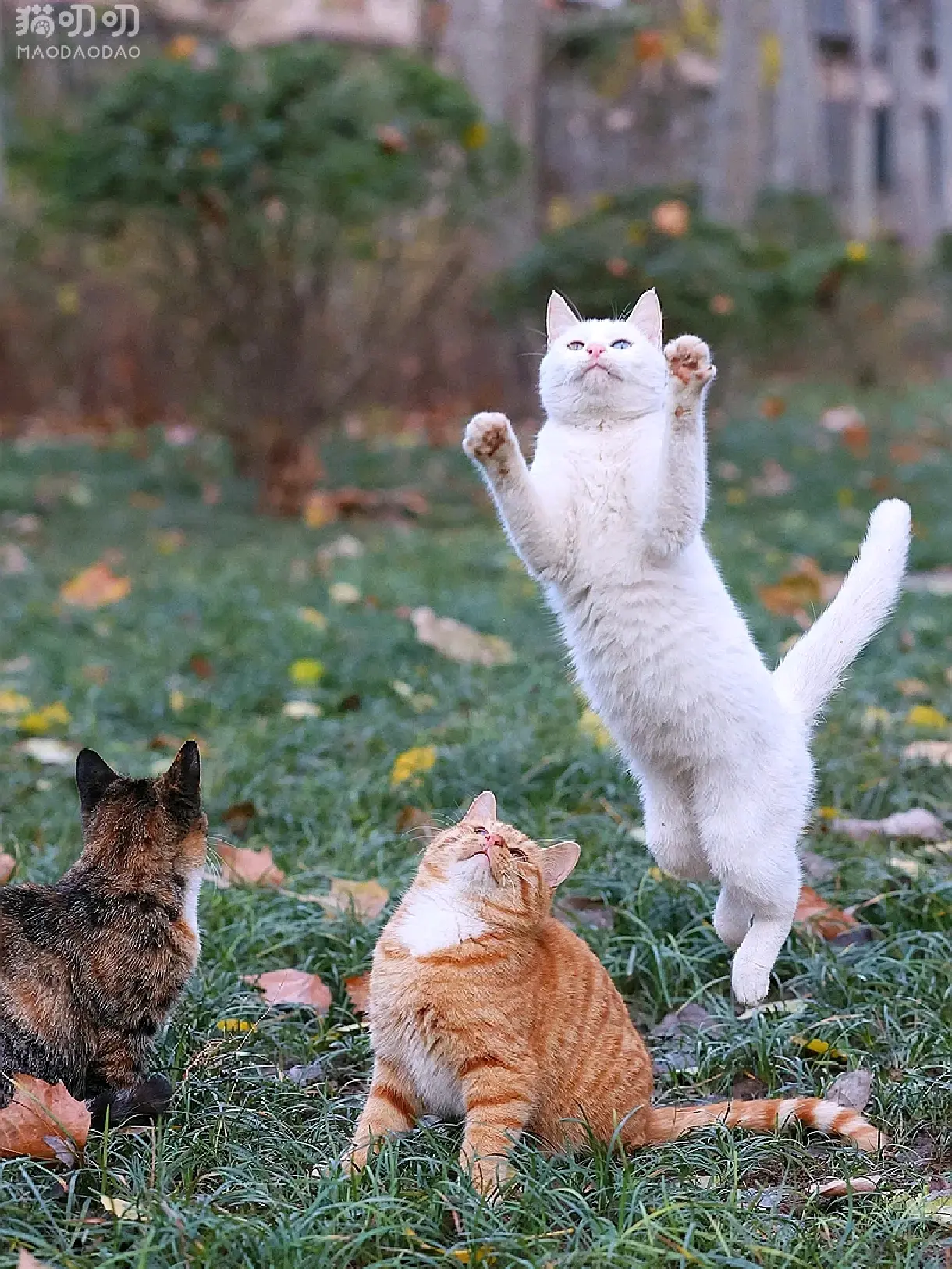 猫咪的时刻。原来有个时刻功能，随时可以分享一张猫片，现在不知为何没有了...