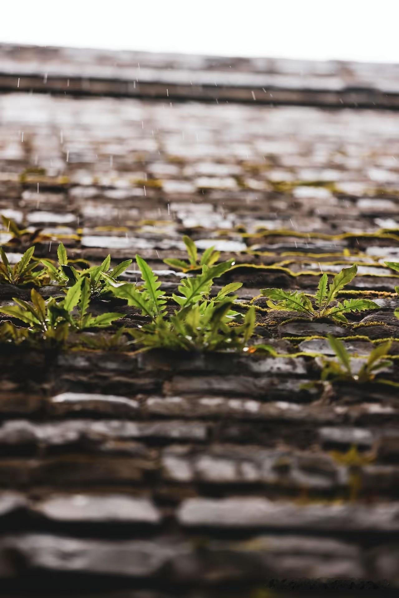今天上午西安大风大雨，我同事去公司值班了，关键是她人家已经明确通知了，没有底薪，