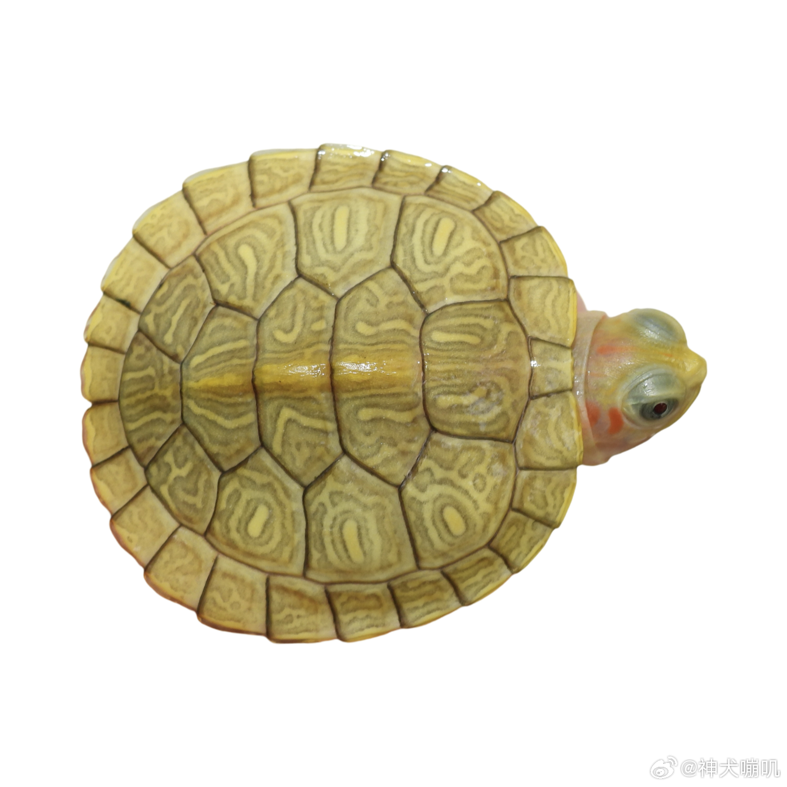 一个卖白化龟的网站上的商品图 