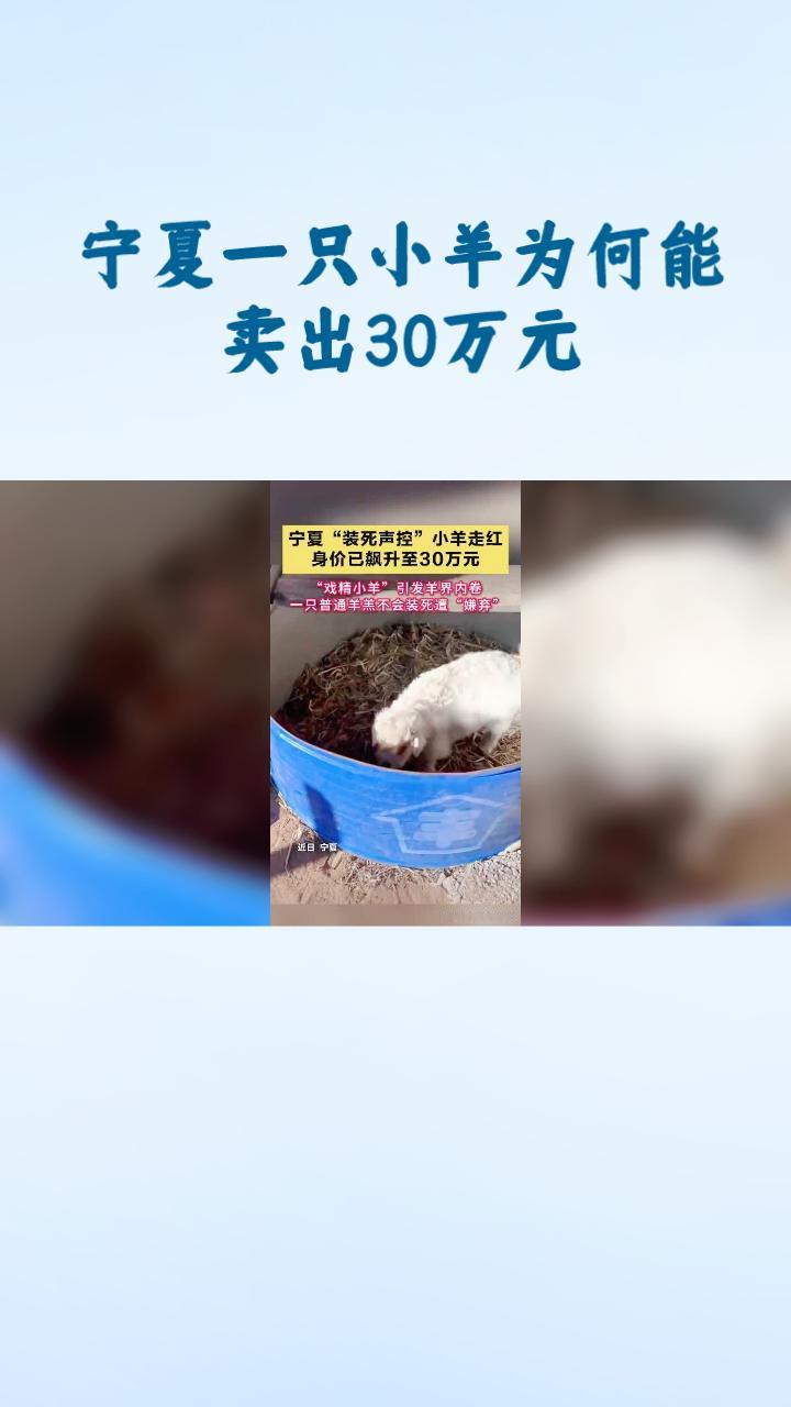 宁夏一只小羊为何能卖出30万元？因为它懂得“装死”！究竟是演技还是本能？
近年来