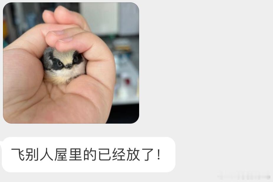 是一只正在学飞阶段的【红头长尾山雀】宝宝超级可爱！ ​​​