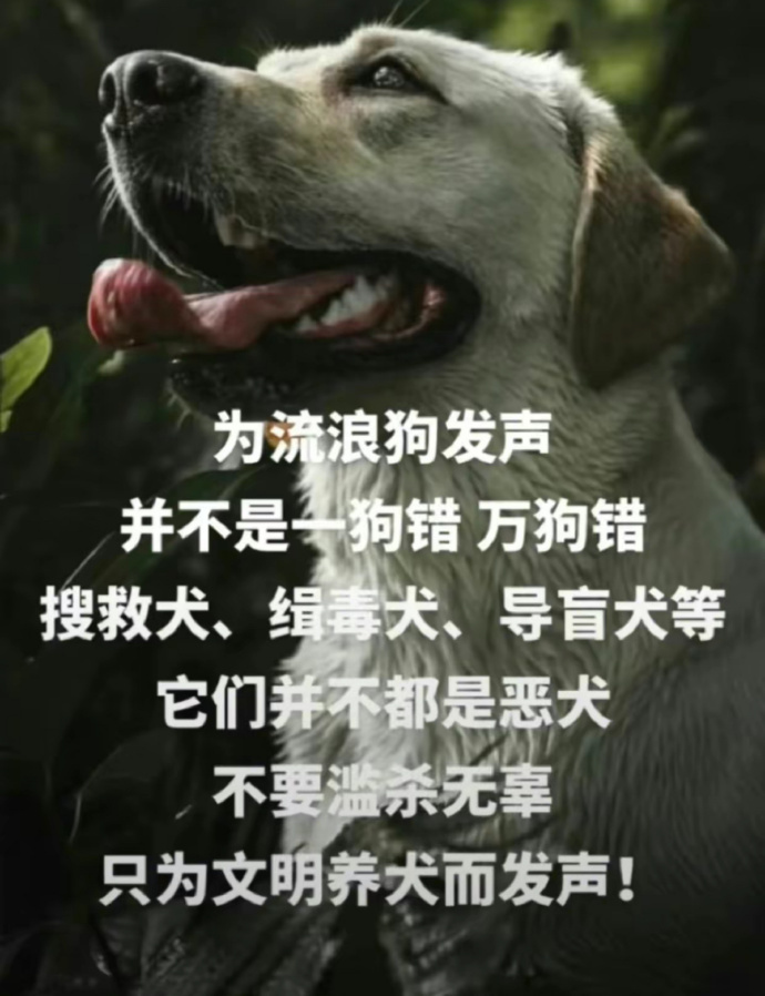 “没有动物保护法的国家没资格使用搜救犬 。” ​​​