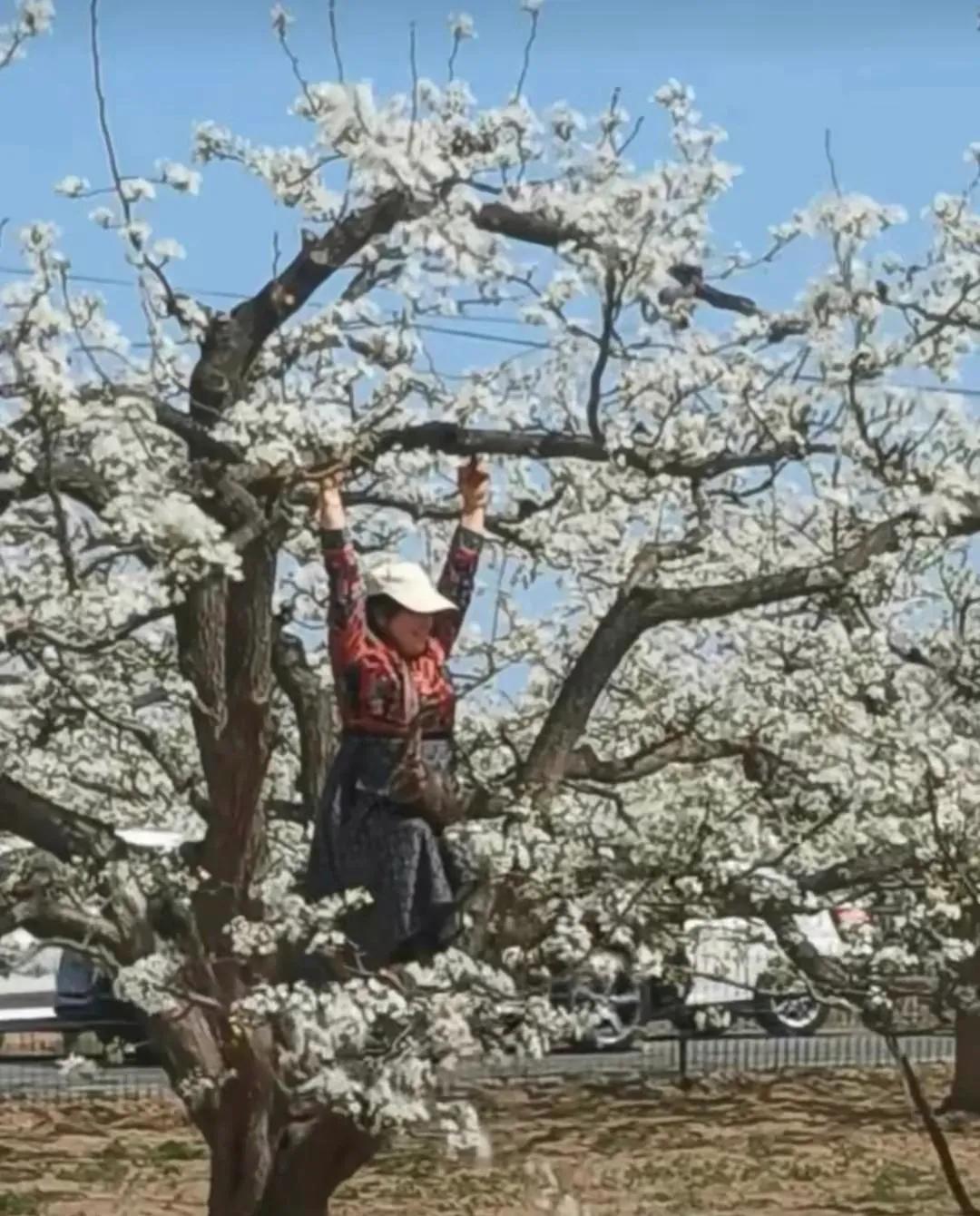 又一位大妈在作妖，力摇梨树，纷落梨花。
看树形，是一棵多年老梨树。如若不小心折断