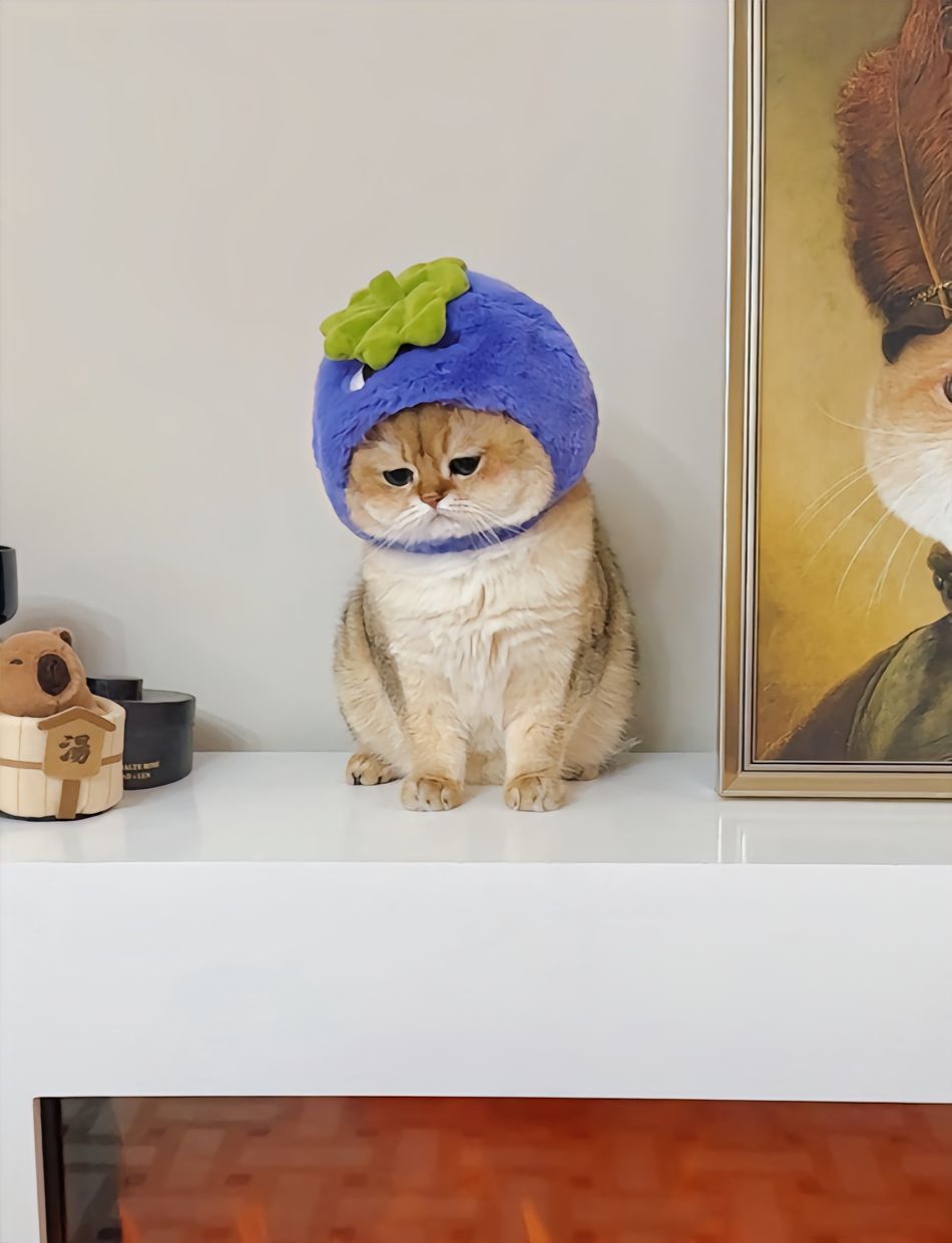 猫猫我啊受委屈了应该跟谁说#萌宠##猫# ​​​