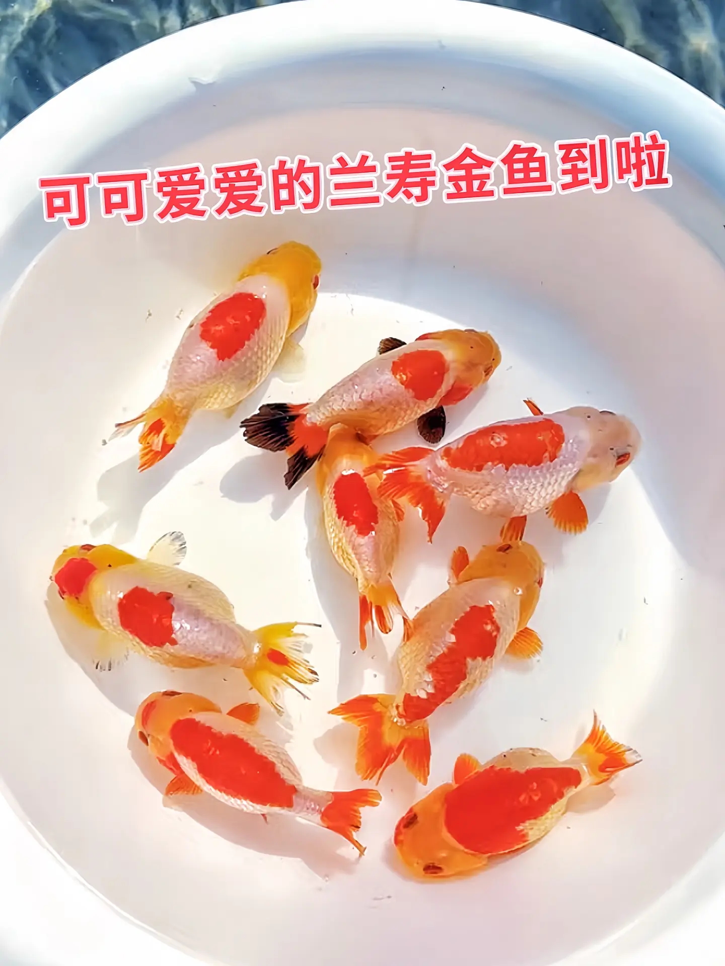 不养兰寿不知鱼趣！圆润可爱的身姿，在水中自在悠游，萌态直击人心，它不挑...