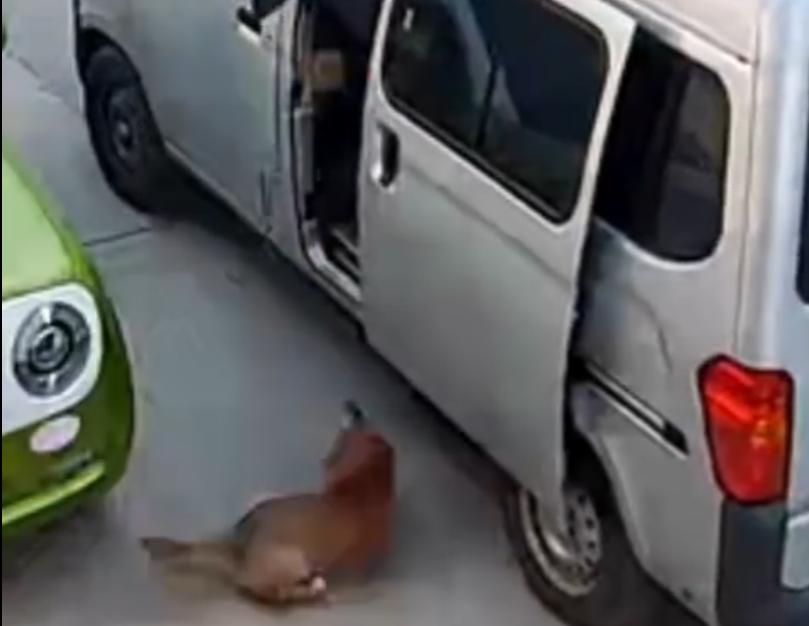 这偷狗贼，手段高明技术高超，进村后，仅用3秒时间就偷走了一条狗！
前不久，河北保