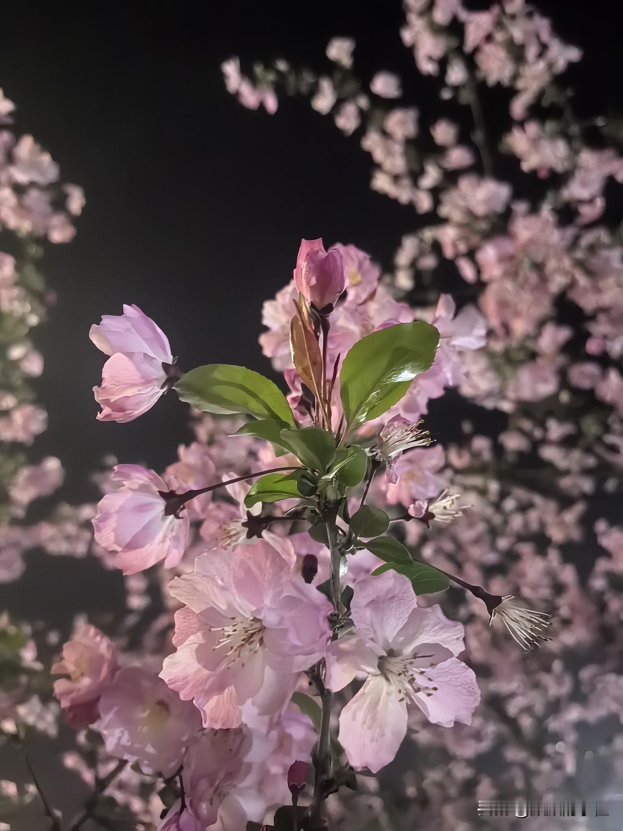 春有约，花不误，
岁岁年年不相负。
花在枝头，春在心头；
一树梨花压海棠。
——