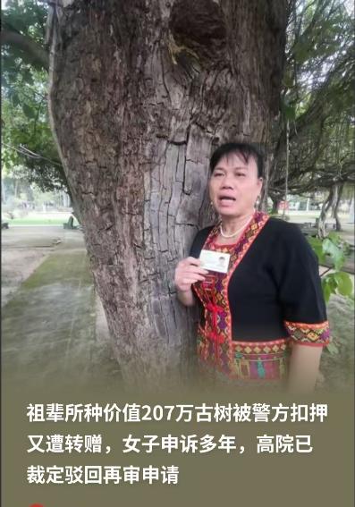 离谱！海南女子207万百年古树被盗，追讨多年竟在景区“复活”

海南东坡书院里，