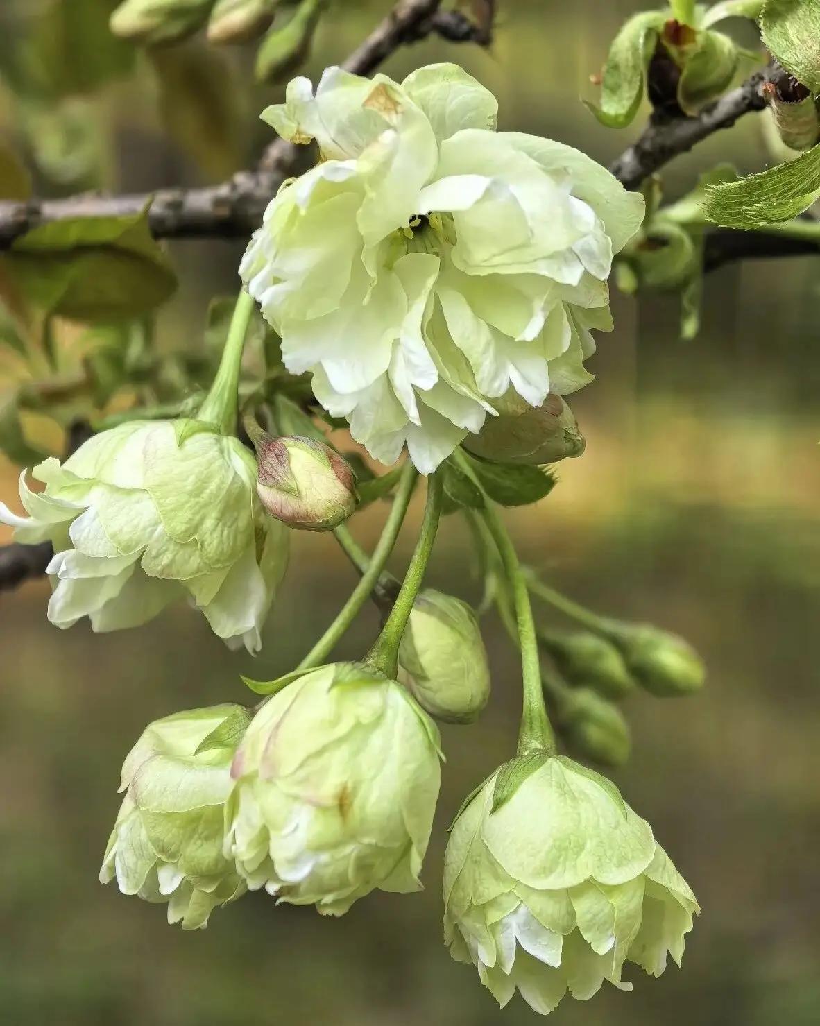 四月北京，玉渊潭的绿樱开了。

不是那种粉粉嫩嫩的，是淡淡的抹茶色，藏在晚樱丛里