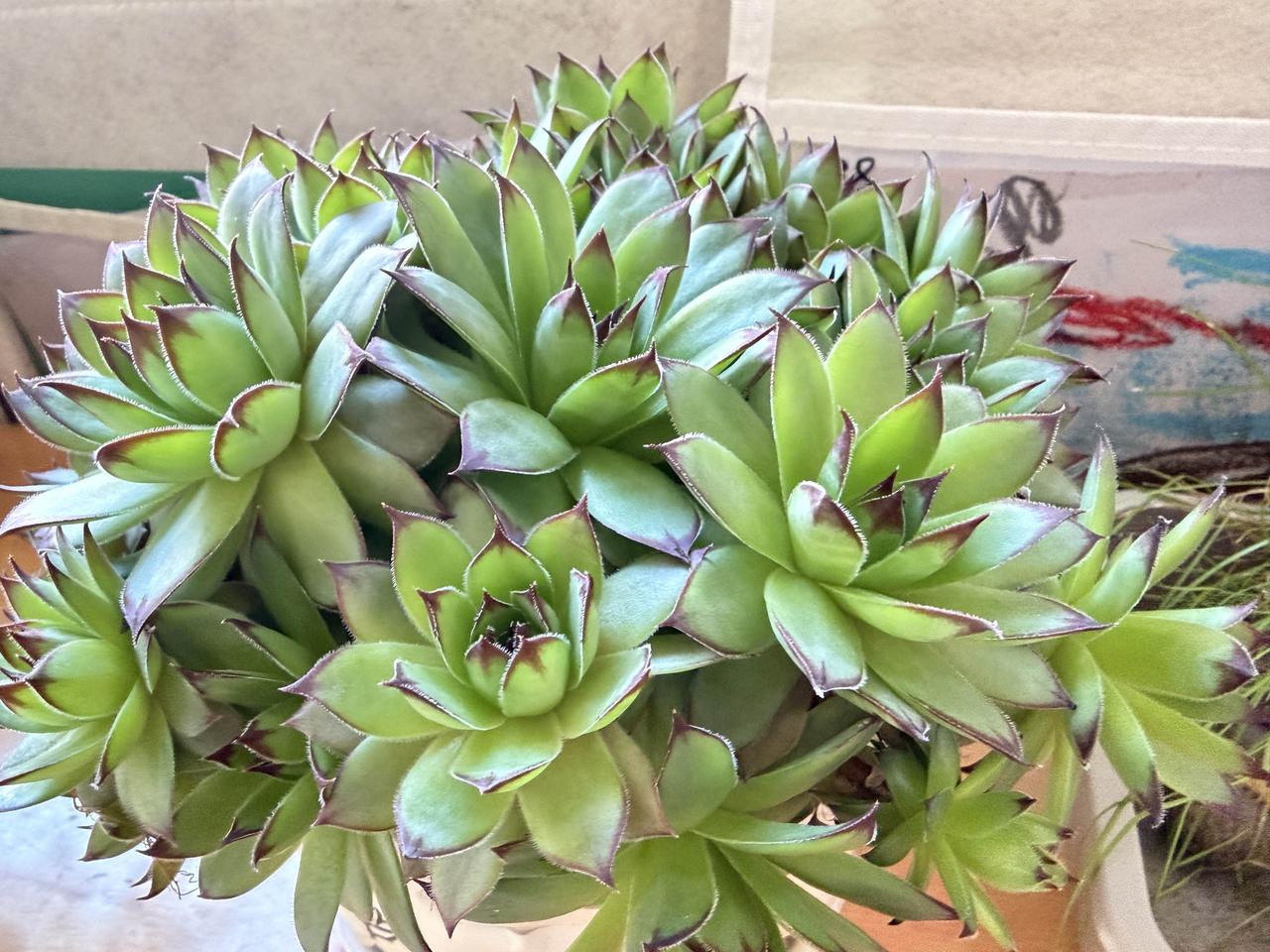 做人嘛，要像多肉：
给点阳光就灿烂，缺水也能撑好久。

别人都在内卷，我只想和多