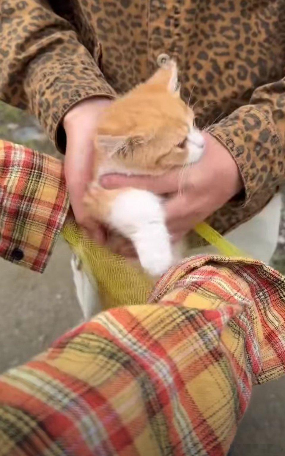 猫包已经进化成这样了 你是说猫包已经进化成这种袋子了吗？那很透气了，根本捂不着一