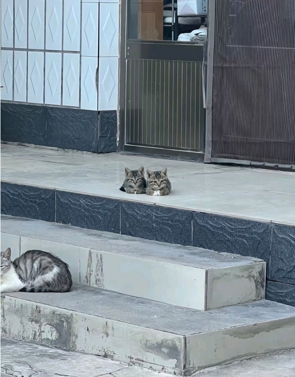 “妈啥时候来接咱俩放学啊？”“应该快来了吧……”下面的大猫是班主任。 ​​​