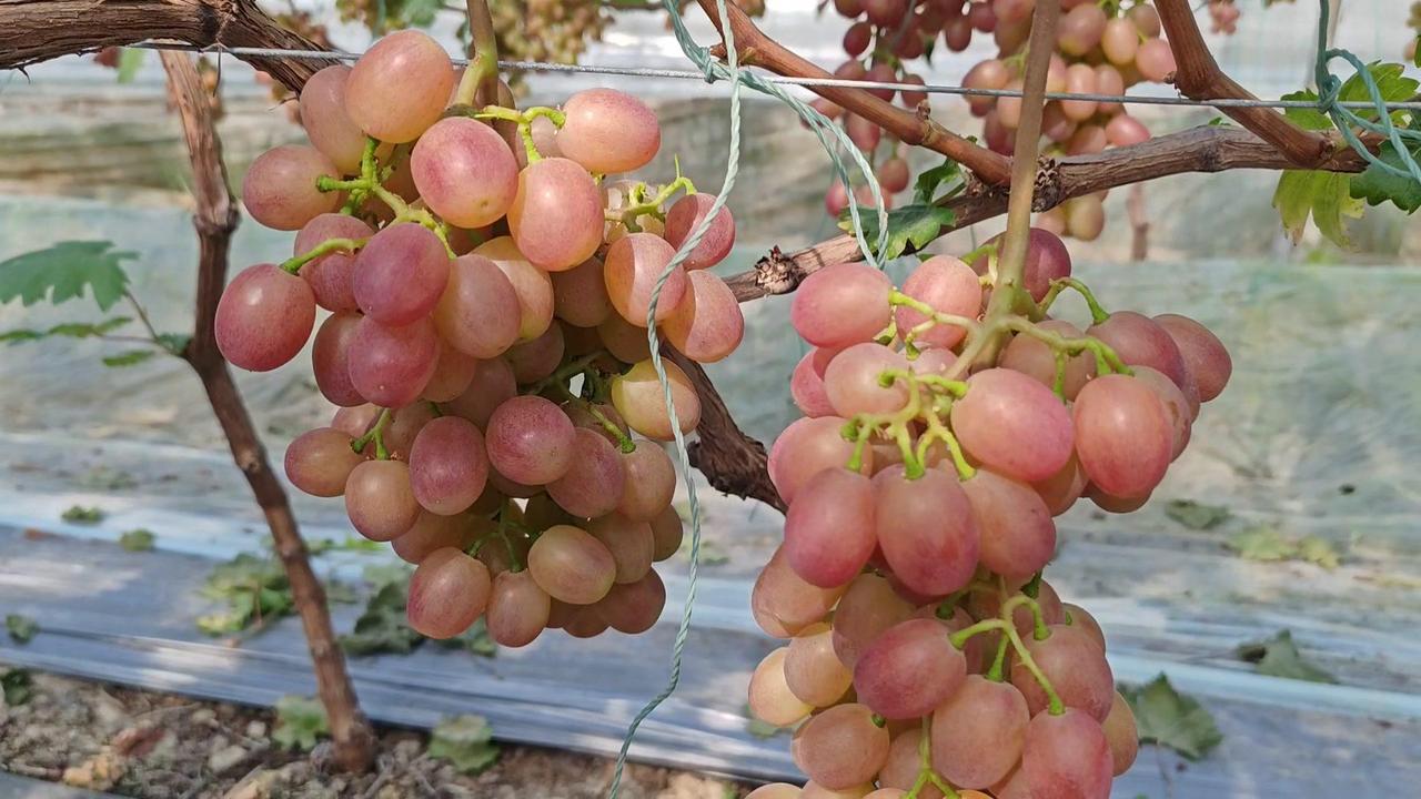 😲这届葡萄真能处！冷棚春红四号第一年就惊艳转色
🍇冷棚春红四号刚种完就给我惊