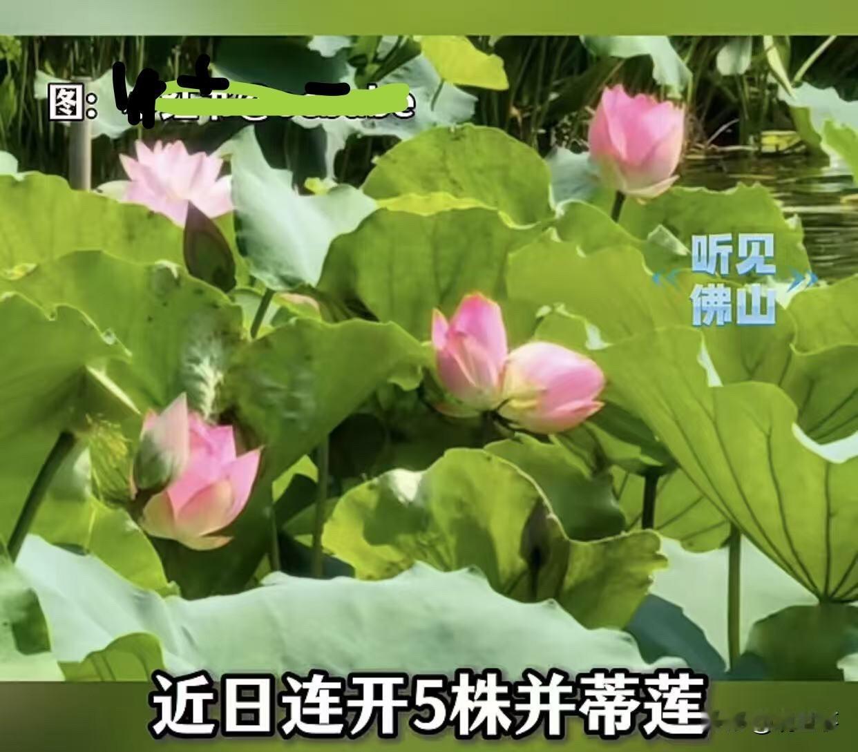 并蒂莲花开 盛夏啦