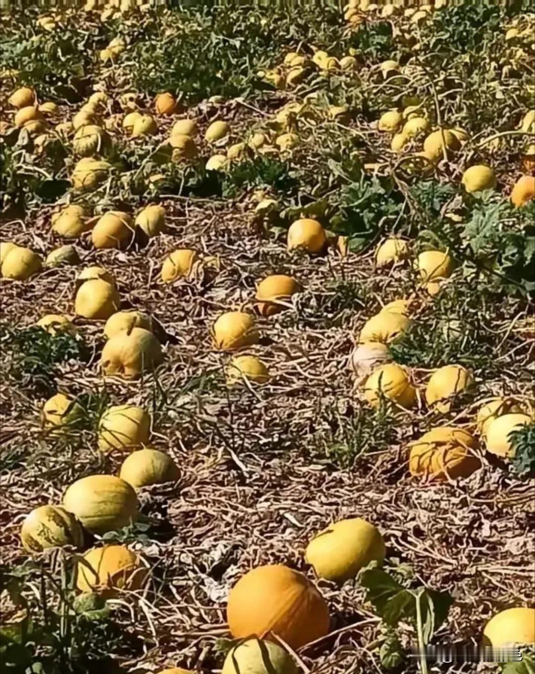 路过一片庄稼地，发现地里有许多瓜，我走近看了看，这是什么瓜呢？是南瓜，西瓜，香瓜